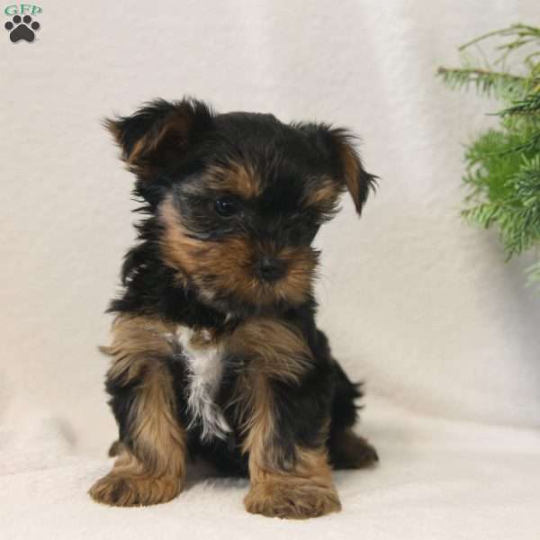 Holly, Yorkie Puppy